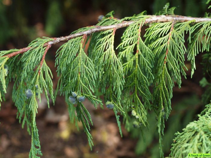 Кипарисовик нутканский, или желтый (Chamaecyparis nootkatensis)