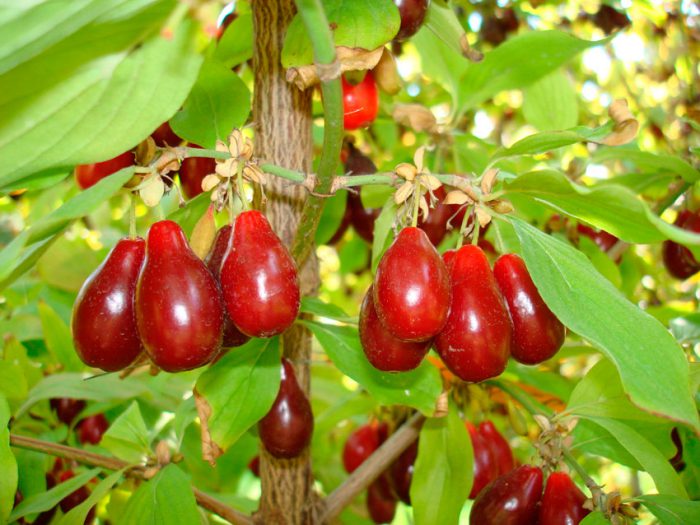 Кизил обыкновенный (Cornus mas)