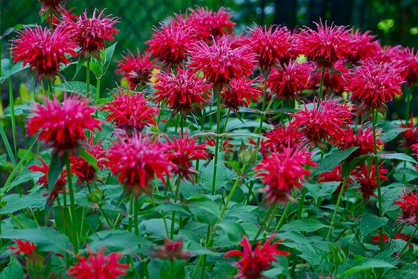 Монарда двойчатая (Monarda didyma)