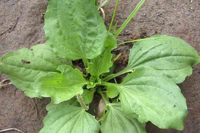 Plantago major