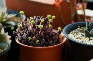 Crassula pubescens