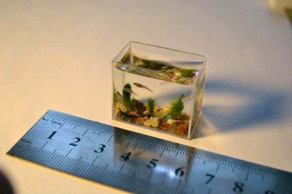 Маленький аквариум рыбки для маленького аквариума