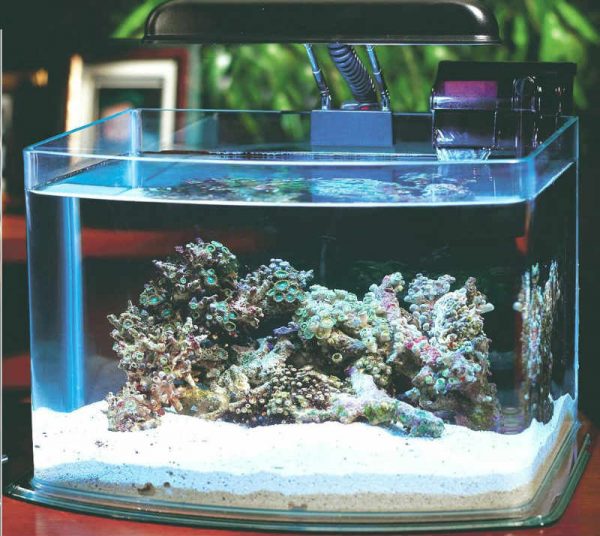 Маленький аквариум рыбки для маленького аквариума