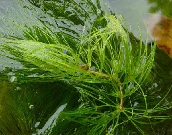 Полупогружённый (ceratophyllum submersum)