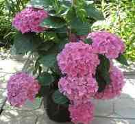 Гортензия (hydrangea).