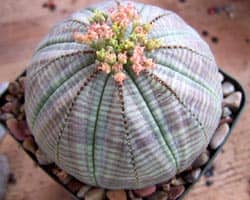 молочай тучный или пухлый (euphorbia obesa).