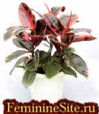Комнатное растение фикус - разновидности и уход.