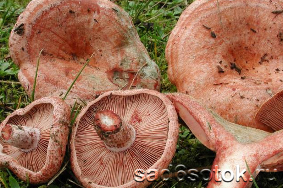 Рыжик красный (Lactarius sanguifluus)