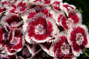 Турецкая гвоздика (Dianthus barbatus)