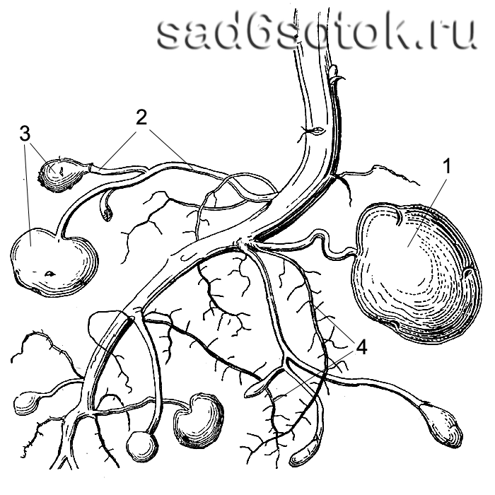 Строение корня картофеля