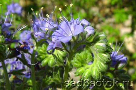 Фацелия скрученная (Phacelia congesta)