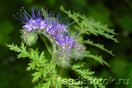 Фацелия пижмолистная (Phacelia tanacetifolia)