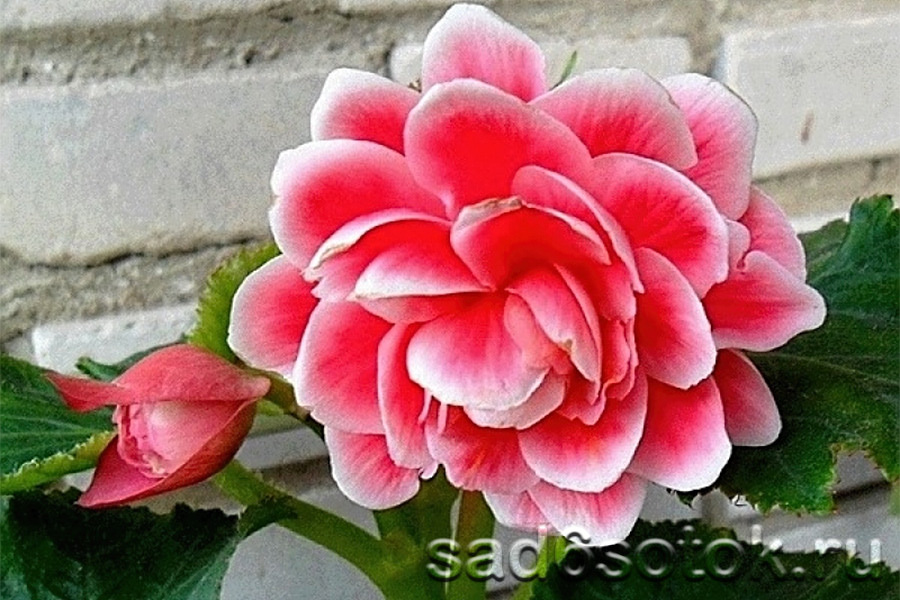 Бегония Камелия Флора (Camelia Flora)