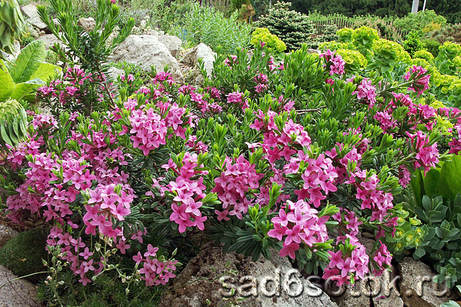 Крупноцветковая форма волчьего лыка (f. Grandiflora)