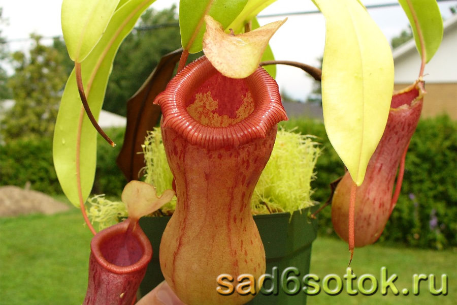 Непентесы (Nepenthes)