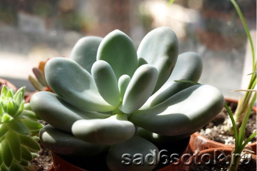 Пахифитум яйценосный (Pachyphytum oviferum)