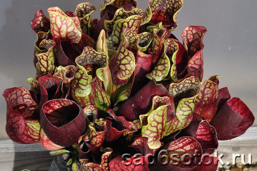 Саррацения пурпурная (Sarracenia purpurea)