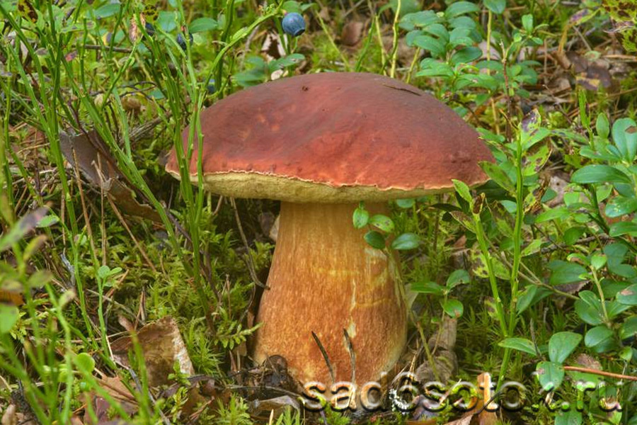 Белый гриб сосновый (Boletus pinophilus)