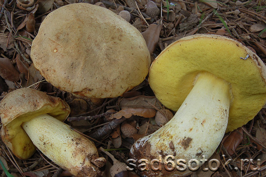 Полубелый гриб (Boletus impolitus)