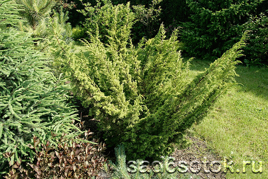 Можжевельник китайский сорт Плюмоза (Plumosa)