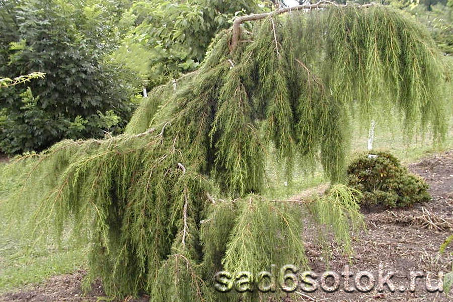 Можжевельник твердый (Juniperus rigida)