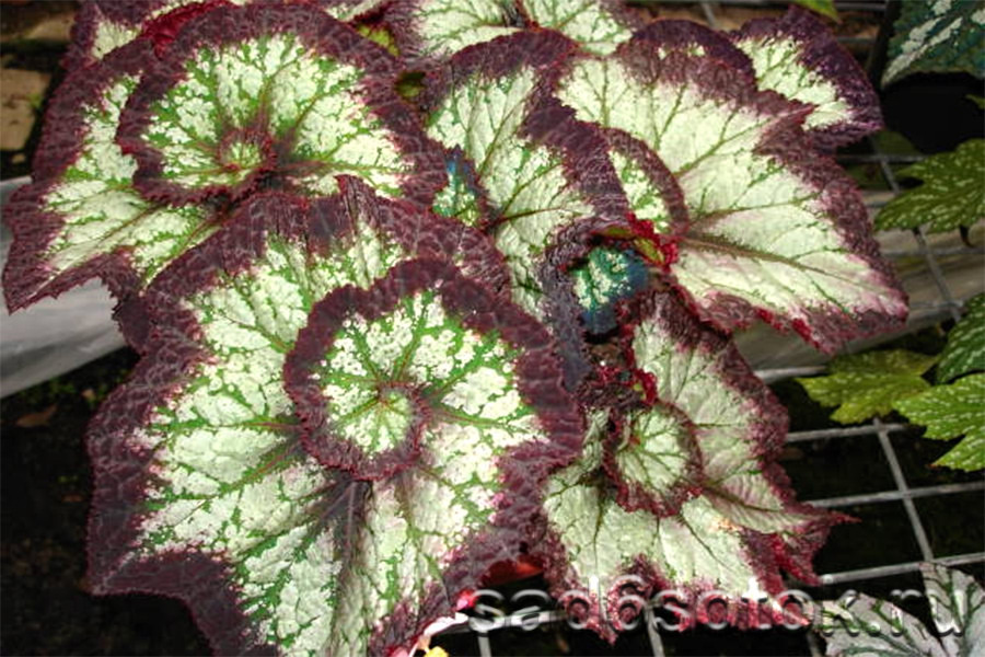 Бегония королевская (Begonia rex)