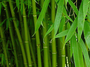 Как выращивать и ухаживать за бамбуком в домашних условиях