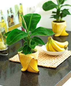 Как вырастить настоящий банан в домашних условиях