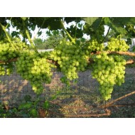 Сетка для винограда Ф-90/1/10 (1х10м, ячейка 90х100мм, цвет Зеленый) от Протэкт