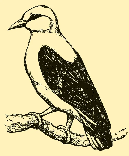 Векторный рисунок из серии эскизов «птицы». Обыкновенная иволга — стоковый вектор