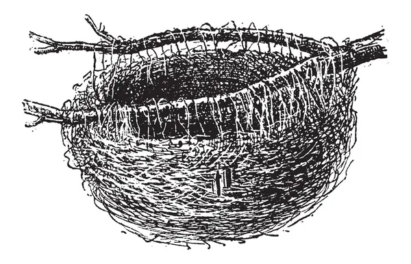 Гнездо Иволга или oriolus oriolus, старинные гравюры — стоковый вектор