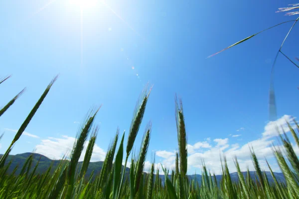 Лето поле пшеницы — стоковое фото