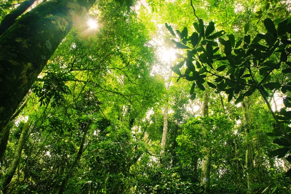 Бразильских тропических лесов — стоковое фото