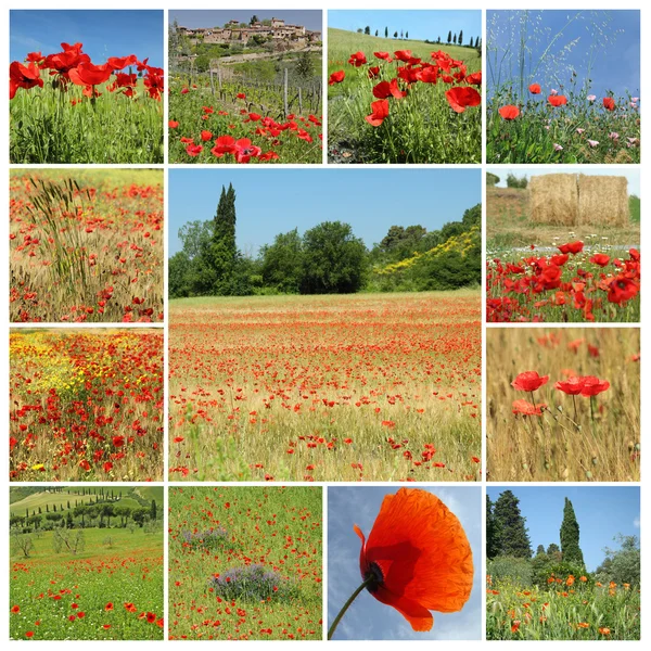 Сельский пейзаж с красными маками - коллаж, Италия, Европа — стоковое фото