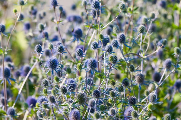 The Globe Thistle, Veitch's Blue (Echinops ritro) — стоковое фото