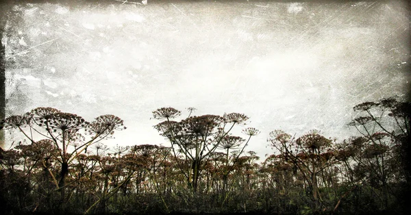 Сухой укроп цветы силуэт на фоне неба в стиле гранж и ретро — стоковое фото