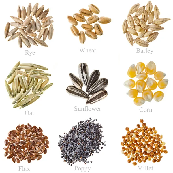 Сбор зерна и семян: рожь, пшеница, ячмень, овес, подсолнечник, кукуруза, лен, Мак, просо крупным планом, изолированные на белом — стоковое фото