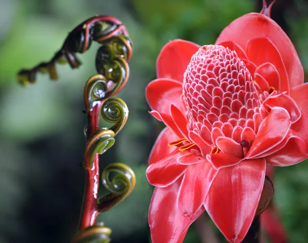 Крупный план завода от имбиря факела джунглей, phaeomeria magnifica — стоковое фото