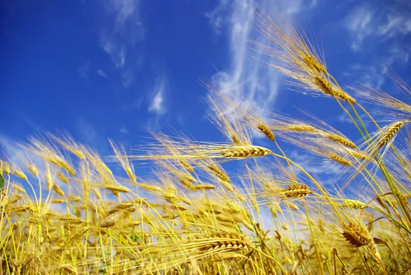 Область пшеницы Стоковое Фото