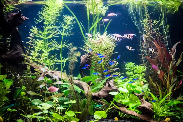 Ttropical аквариум с рыбками Стоковое Изображение
