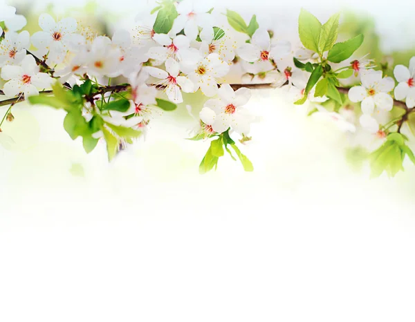 Белые весенние цветы на ветви дерева Лицензионные Стоковые Изображения