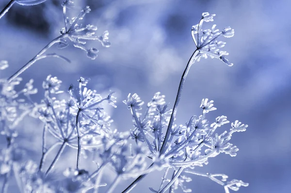 Замороженные зонтик цветы фон Стоковое Изображение