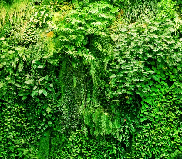 Тропические растения зеленый фон Стоковое Изображение