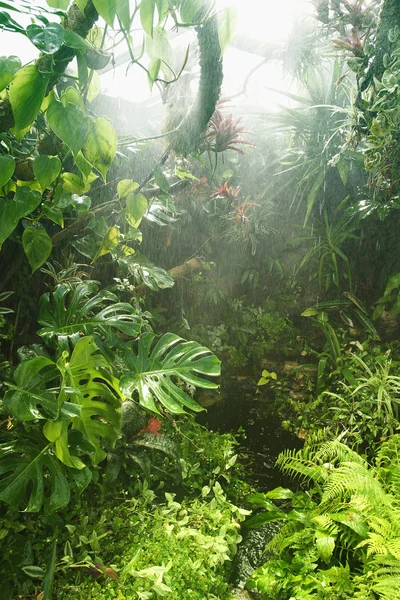 Тропический дождевой лес Лицензионные Стоковые Фото