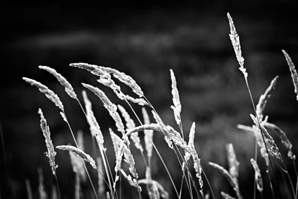 Дикая трава в черно-белом Лицензионные Стоковые Фото