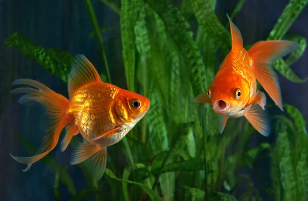 Золотые рыбки, аквариум, рыбы на фоне водных растений Лицензионные Стоковые Фото
