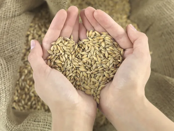 Сердце пшеницы Лицензионные Стоковые Фото
