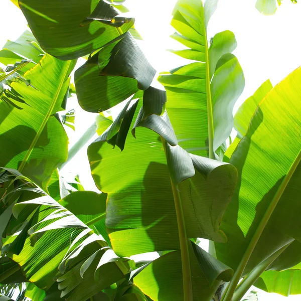 Канарский банановой плантации Platano в Ла Пальма Стоковое Фото