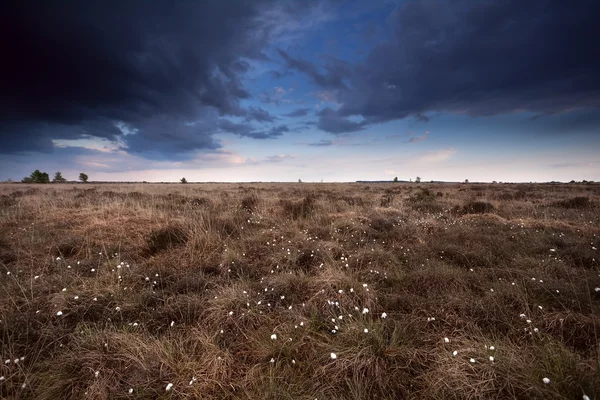 Дымчатый небо над Марш с хлопка трава — стоковое фото