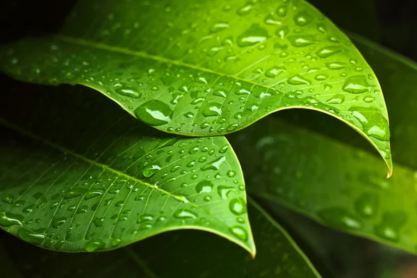 Зеленый лист Стоковое Изображение